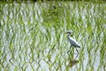 Alone Eastern Cattle Egret