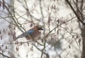 Alone Eurasian bird jay on a branch in Winter snowfall