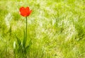 Alone flower tulip outdoor. Copy space