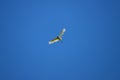 Alone flying in the blue sky. Royalty Free Stock Photo