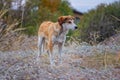 Alone frightened stray dog, standing on the grass Royalty Free Stock Photo