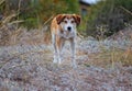 Alone frightened stray dog, standing on the grass Royalty Free Stock Photo