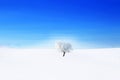 Alone frozen tree covered snow in the winter white field against clear blue sky Royalty Free Stock Photo