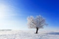 Alone frozen tree in field and blue sky with clouds Royalty Free Stock Photo