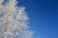 Alone frozen tree in snowy field and blue sky Royalty Free Stock Photo