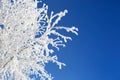 Alone frozen tree in snowy field and blue sky Royalty Free Stock Photo