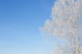 Alone frozen tree in snowy field and blue sky Royalty Free Stock Photo