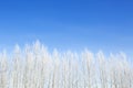 Alone frozen tree in snowy field and blue sky Royalty Free Stock Photo