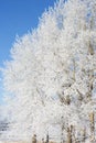 Alone frozen tree in snowy field and blue sky Royalty Free Stock Photo