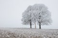 Alone frozen tree in snowy field and mist