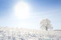 Alone frozen tree on winter field Royalty Free Stock Photo