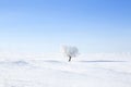 Alone frozen tree on winter field and blue sky Royalty Free Stock Photo