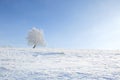 Alone frozen tree on winter field and blue sky Royalty Free Stock Photo