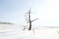 Alone frozen tree on winter field and blue sky Royalty Free Stock Photo