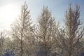 Alone frozen tree on winter field Royalty Free Stock Photo