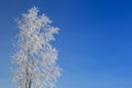 Alone frozen tree on winter field Royalty Free Stock Photo