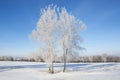 Alone frozen tree on winter field