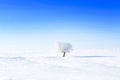 Alone frozen tree on winter field and blue sky Royalty Free Stock Photo