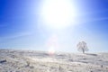 Alone frozen tree on winter field and blue sky Royalty Free Stock Photo