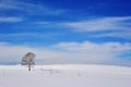 Alone frozen tree on winter field Royalty Free Stock Photo