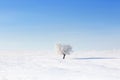 Alone frozen tree in winter snowy field Royalty Free Stock Photo