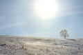 Alone frozen tree in winter snowy field Royalty Free Stock Photo