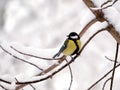 Great tit sits on a branch in winter wood