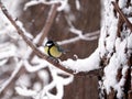 Great tit sits on a branch in winter wood