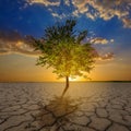 Alone green tree among dry cracked land at the dramatic sunset Royalty Free Stock Photo