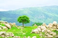 Alone green tree on rock mountain nature background Royalty Free Stock Photo