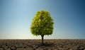 Alone green tree in severe drought desert