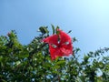 Alone Hibiscus rosa sinensis on clear sky.