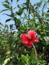 Alone hibiscus rosa sinensis with clear sky.