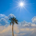 alone high palm tree on cloudy sky background Royalty Free Stock Photo