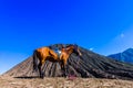 Alone horse at bromo mount in midday