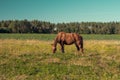 Alone horse in the field