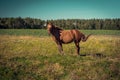 Alone horse in the field