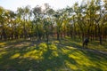 Alone horse graze on  a forest glade Royalty Free Stock Photo