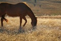 Alone horse grazes on an autumn field in yellow colour