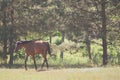 Alone horse walking in park