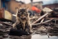 alone and hungry domestic cat after disaster on the background of house rubble, neural network generated image