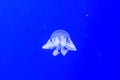 Alone isolated jellyfish on a blue background swimming