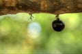 Alone jaboticaba fruit on trunk - full-blown sweet ripe fruit - brazil