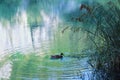 Alone in a lake Royalty Free Stock Photo