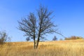 Alone leafless tree on dry grass meadow Royalty Free Stock Photo