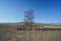 Alone leafless tree on the mountain in winter with bright blue sky Royalty Free Stock Photo