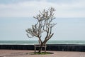 Alone leafless tree at seaside Royalty Free Stock Photo