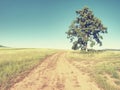 Alone lime tree in middle of barley or wheat field. Blue sky Royalty Free Stock Photo