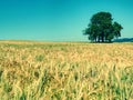 Alone lime tree in middle of barley or wheat field. Blue sky Royalty Free Stock Photo