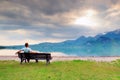 Alone man sits on bench beside an azure mountain lake. Man relax Royalty Free Stock Photo